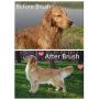 Petsparkling Dog Brush & Cat Brush Dog Brushes for Grooming Self Cleaning Slicker Brush Professional Dog Brushes for Shedding Suitable for Long Haired or Short Haired Pets
