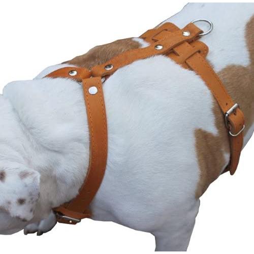 Genuine Leather Dog Harness, 29''-37'' Chest, 1'' Wide Straps, Doberman, Pitbull, Bullterrier