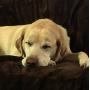 Mambe 100% Waterproof Silky Soft Throw for Dogs, Cats, and People - Made in The USA