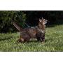 PetSafe Come With Me Kitty Glitter Harness and Bungee Cat Leash