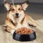 Relaxdays Foraging Feeding Bowl for Slow Eating, Cats & Dogs, Bloat Stop Dish, Dishwasher-Safe, Black