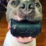 SodaPup - Natural Rubber Black Magnum Soda Can Dog Chew Toy and Treat Dispenser for The Most Aggressive Chewers, Guaranteed Tough, Made in USA