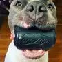 SodaPup - Natural Rubber Black Magnum Soda Can Dog Chew Toy and Treat Dispenser for The Most Aggressive Chewers, Guaranteed Tough, Made in USA SodaPup - Natural Rubber Black Magnum Soda Can Dog Chew Toy and Treat Dispenser for The Most Aggressive Chewers, Guaranteed Tough, Made in USA