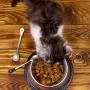4 Pieces Dog Cat Spoon Pet Can Spoon Stainless Steel Pet Food Spoon Cat Claw Spoon for Dog and Cat Food Can, White and Black 4 Pieces Dog Cat Spoon Pet Can Spoon Stainless Steel Pet Food Spoon Cat Claw Spoon for Dog and Cat Food Can, White and Black