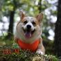 SGODA Dog Cooling Harness Cooler Exploring Vest