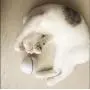 Toys For Cat - Ball Interactive Automatic Rolling Light Entertainment Exercise For Cats And Puppy Dogs(9 Batteries Included)