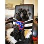 Pet Pooch Boutique Bojangles Pizza Dog Harness, 200 g, Size M, Blue