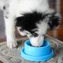 PetLike Dog Bowls Pet Food Bowls, No Spill Cat Food Bowl Water Food Feeder Pet Dishes for Cat Puppies Small Dogs