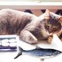 hdee Electric Fish Cat Toy, Plush Wagging Catnip Kicker Toys Funny Interactive Pets Pillow, Pets Pillow Chew Bite Kick Supplies for Cat Kitten Kitty