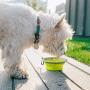 PAWISE Collapsible Dog Bowl Foldable Travel Bowl Expandable Bowl for Cat Portable Food Water Feeding Travel Bowl with Carabiner (2 Pack)