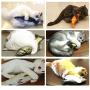 LeRicher Catnip Toys Set Simulation Fish Shape Doll Interactive Pets Pillow Chew Bite Supplies for Cat/Kitty/Kitten Fish Flop Cat Toy Catnip Crinkle Toys 5PCS