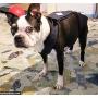 Barkertime Premium Waterproof Dog Diaper Overall - Made in USA - Denim Escape-Proof Premium Waterproof Dog Diaper Overall
