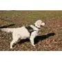 Dean & Tyler DT Works Harness with Please Give Me Space Do Not Pet Velcro Patches, Reflective Trim Dean & Tyler DT Works Harness with Please Give Me Space Do Not Pet Velcro Patches, Reflective Trim