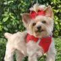 DOGGIE DESIGN American River Ultra Choke Free Dog Harness-Red XXXL DOGGIE DESIGN American River Ultra Choke Free Dog Harness-Red XXXL