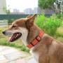 KOOWIN Slip Martingale Dog Collar & Dog Harness, Dog Leash with Reflective Strip, Orange/Grey