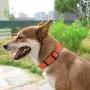 KOOWIN Slip Martingale Dog Collar & Dog Harness, Dog Leash with Reflective Strip, Orange/Grey