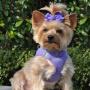 Choke Free Reflective Step in Ultra Harness - Purple American River