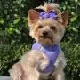 American River Ultra Choke Free Dog Harness-Paisley Purple XXXL American River Ultra Choke Free Dog Harness-Paisley Purple XXXL