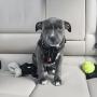 EzyDog Chest Plate Custom Fit Dog Harness