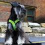 Gooby Dog Harness - Comfort X Step-in Small Dog Harness with Patented Choke-Free X Frame - Perfect on The Go No Pull Harness for Small Dogs or Cat Harness