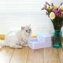 Xihouxian Pet Automatic Circulation Electric Drinking Type Oxygen Drinking Device Water Bottle Fountain Pet Water Dispenser Dog Cat C40