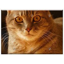 Triple Blank Wall Plate Cover - Cat Pet Cat Eyes Domestic Cat Cute Cat Animal