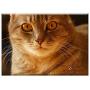 Triple Blank Wall Plate Cover - Cat Pet Cat Eyes Domestic Cat Cute Cat Animal