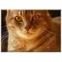 Triple Blank Wall Plate Cover - Cat Pet Cat Eyes Domestic Cat Cute Cat Animal