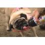 Good Life Gear Stainless Steel Pet Water Bottle, 24-Ounce,