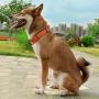 KOOWIN Slip Martingale Dog Collar & Dog Harness, Dog Leash with Reflective Strip, Orange/Grey