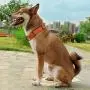 KOOWIN Slip Martingale Dog Collar & Dog Harness, Dog Leash with Reflective Strip, Orange/Grey