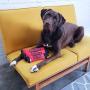 Outward Hound FireHose Dog Toss & Fetch Toy, Red