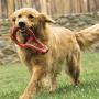 Hero Duramax Natural Dog Toy