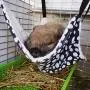 Rolybag Pet cage Hammock,pet Hammock,pet Cats Hammock,Soft Plush pet Bed,Suitable for Ferret Cotton Hammock,Guinea Pig,Hamster,Gerbil, Kittens,Cats cage,etc (Black-White dot 2) Rolybag Pet cage Hammock,pet Hammock,pet Cats Hammock,Soft Plush pet Bed,Suitable for Ferret Cotton Hammock,Guinea Pig,Hamster,Gerbil, Kittens,Cats cage,etc (Black-White dot 2)