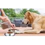 NAIYO Dog Bowl Stainless Steel Dog Bowl with Rubber Base for 8oz 16oz 26oz Small/Medium/Large Dogs,Pets Feeder Bowl and Water Bowl Perfect Choice,Dogs and Kittens