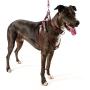 Logical Leather Adjustable Dog Harness