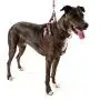 Logical Leather Adjustable Dog Harness Logical Leather Adjustable Dog Harness