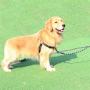 Hiado Dog Harness with Front Clip and Back Clip No Pull Adjustable for Small Medium Large Dogs