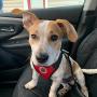 Dog Seatbelt Dog Car Harness with Pet Harness Double Breathable Mesh Fabric Vest,Adjustable Pet Seatbelt,Car Vehicle Connector Strap for Dogs and Seatbelt Extenders for Cars (Red, M)