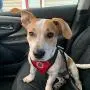 Dog Seatbelt Dog Car Harness with Pet Harness Double Breathable Mesh Fabric Vest,Adjustable Pet Seatbelt,Car Vehicle Connector Strap for Dogs and Seatbelt Extenders for Cars (Red, M) Dog Seatbelt Dog Car Harness with Pet Harness Double Breathable Mesh Fabric Vest,Adjustable Pet Seatbelt,Car Vehicle Connector Strap for Dogs and Seatbelt Extenders for Cars (Red, M)