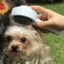 Self Cleaning Slicker Brush - Dogs Shedding Grooming Tool，Innovative design-RETRACTABLE Pins，Dog Brushes Remove Loose Undercoat Mats and Tangled Hair - Suitable for Curly & Thick Fur and Long Fur Dogs