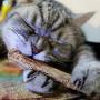 Pudwy 15 & 20 pcs Natural Catnip Pet Cat Molar Toothpaste Stick Fruit Silver Vine Cat Snacks Sticks Pet Cleaning Teeth