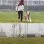 HOMLORY LED Ultrasonic Dog Repeller, Rechargeable Dog Barking Control Devices Dog Trainer and Cat Toys Interactive 4 in 1 Anti Barking Stop Bark Handheld Dog Training Device HOMLORY LED Ultrasonic Dog Repeller, Rechargeable Dog Barking Control Devices Dog Trainer and Cat Toys Interactive 4 in 1 Anti Barking Stop Bark Handheld Dog Training Device