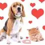 Taicanon 6Pcs Valentines Day Heart Shaped Rope for Dog, Puppy Chew Toys Pet Cotton Toys for Valentines Day Dog Supplies (4Colors) Taicanon 6Pcs Valentines Day Heart Shaped Rope for Dog, Puppy Chew Toys Pet Cotton Toys for Valentines Day Dog Supplies (4Colors)