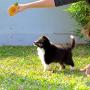 M.C.works Puppy Chew Toys, Dog Chew Toys for Average Chewer, Tough Dog Dental Chews Toy, Indestructible Dog Toys for Small Dogs, Food Grade Puppy Pet Toys