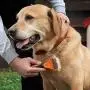AEXYA - Premium Dog Dematting Tools AEXYA - Premium Dog Dematting Tools