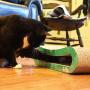 Premium Cat Scratcher by GoPets, Infinity Lounge Corrugated Cardboard is Reversible with Additional Insert to Last 4X Longer, Includes 1 Pack Catnip, Ergonomic Scratching Post, Cutouts to Hide Toys