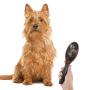 Pettom Dog Grooming Brush Pet Double Sided Pin Bristle Brush for Dogs Grooming Comb Remove Shedding Dirt Mats and Tangled Hair(Deshedding Brush)