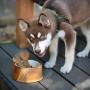 Thirteen Chefs Dog and Cat Water and Food Bowl with Ceramic Insert