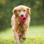 Hero Duramax, Natural Rubber Bone Ball, Treat Dispensing Dog Toy